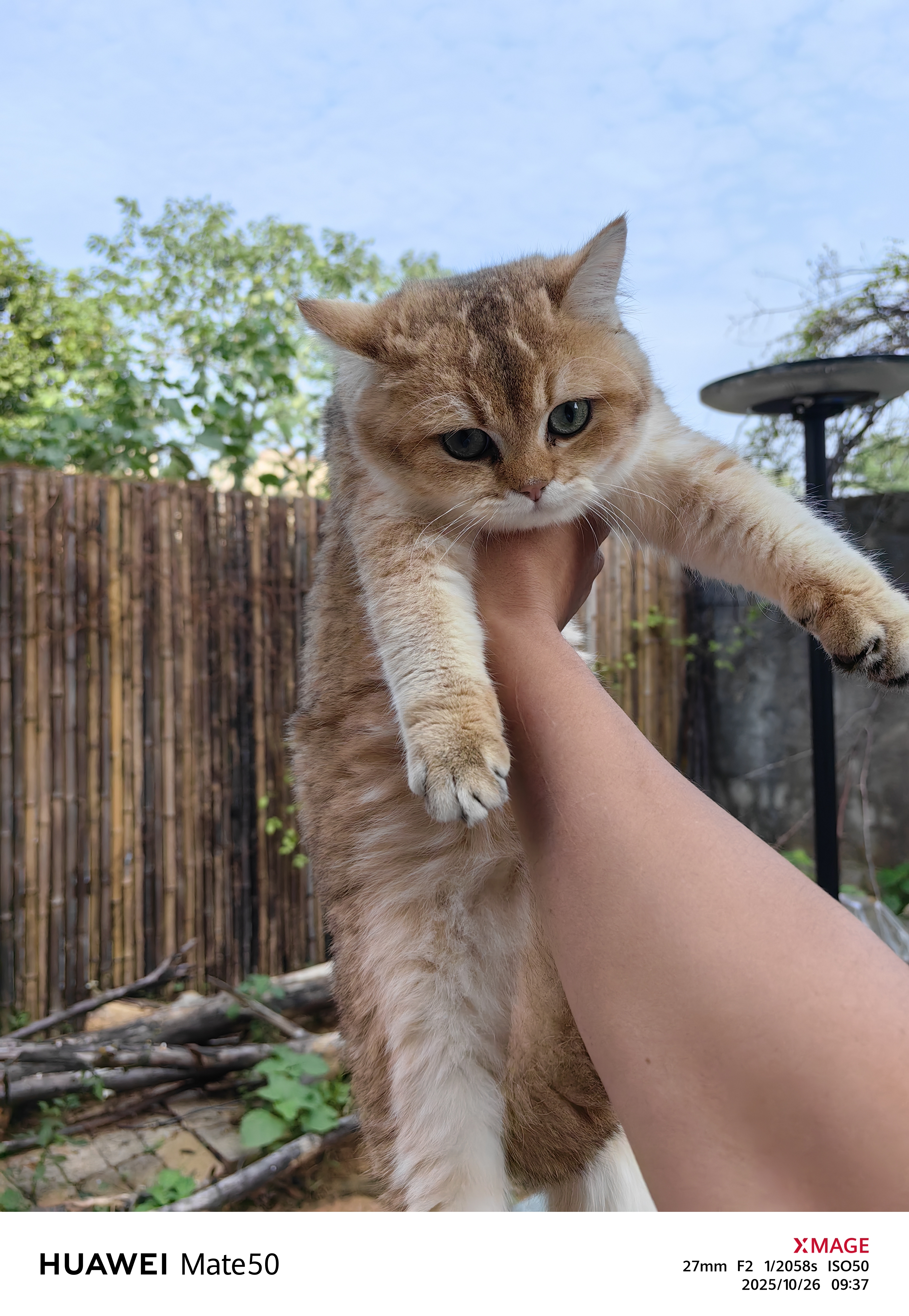 11色金渐层弟弟